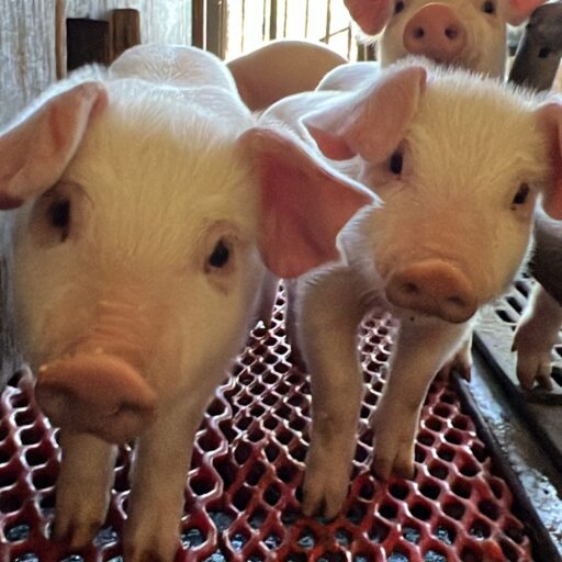 cyaginbutaのアバター